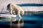 Գլոբալ տաքացումը՝ լուրջ մարտահրավեր կենդանական աշխարհի համար