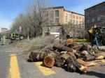 Երբ կտրում են ինձ հետ մեծացած ծառերին, ասես իմ սերունդն են ոչնչացնում