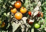 Հայ գյուղացու նորարարությունը հեռանկար կունենա՞