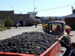 Վերամշակման ձեռնարկությունները մթերել են 18331 տ պտուղ, 25494,5 տ բանջարեղեն և 71658,8 տ խաղող