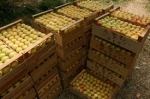Ձգեք գոտիներդ, մինչև ֆոն դեր Լայենը գա, ցամաքած առուն էլ ջուր բերի՝ եվրոյի տեսքով