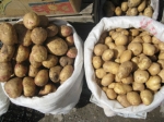 Գեղարքունիքում ստացվել է կարտոֆիլի առատ բերք