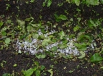 Կարկուտը վնասել է ցանքատարածքները