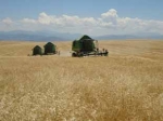 Գորիսում, Օձունում` եգիպտացորենի, իսկ նախալեռնային շրջաններում կարտոֆիլի բերքահավաք է