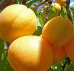 Արմավիրցիների պահանջած գումարը չի համապատասխանում ծիրանի որակին