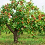 Հետաքրքիր սովորություն