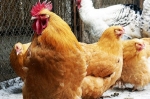 Չինաստանում H5N1 խմբի մահացու թռչնի գրիպի բռնկում է գրանցվել
