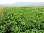 Հովտային շրջաններում կարտոֆիլի ցողունը թառանման փուլում է, իսկ լեռնայինում` ծաղկման