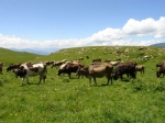 Թույլ չեն տալիս, որ նոր տեխնոլոգիան հասնի կառավարության ղեկավարին
