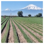 Արարատակենտրոնությունն է, որ բոլորիս, անկախ նրանից, թե որտեղ ենք ապրում, բերում է ընդհանուր հայտարարի