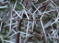 Տե՜ր, ազատիր ինձ