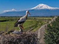 Արագիլները Արարատյան դաշտում