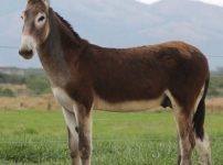 Քարոզչական «նիկոլաջորիների» և «հիբրիդայինի» մասին