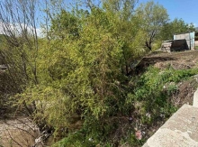 Փամբակը չորացնողները Սամսոնյան Նարեկն ու Սաղաթելյան Վազգենը չեն, որ կալանավորվեն