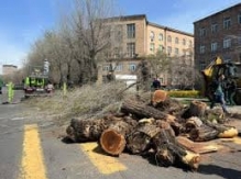 Երբ կտրում են ինձ հետ մեծացած ծառերին, ասես իմ սերունդն են ոչնչացնում