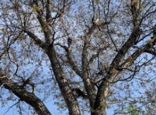 Գարնանահոտ