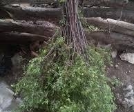 Ինձ պե՞տք ա՝ ձեռս ցախավել առնեմ