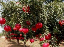 Այգին` դժվար թե, բայց սիրտներս է ցրտահարվում