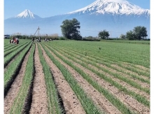 Արարատակենտրոնությունն է, որ բոլորիս, անկախ նրանից, թե որտեղ ենք ապրում, բերում է ընդհանուր հայտարարի