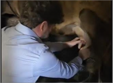 Ո՞վ և ու՞մ է կթում