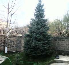 ՄԻ ԿԱԹԻԼ ՄԵՂՐ` ԿԻՍԱԽԱՂԱՂ ԱՎԱՐՏՈՎ 