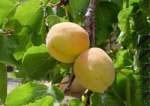 Եթե այսպես շարունակվի, նույնիսկ  ծիրանն ու խաղողն ենք դրսից ներկրելու