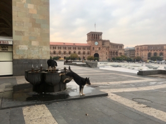 Նույն աղբյուրից՝ մենք ու շները