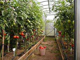Հանրապետության ջերմատնային տնտեսություններում տարեկան աճեցվում է ավելի քան 45 մլն հատ ծաղիկ