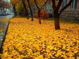 Նոյեմբերը մեզ մոտ ամենաաշնանային ամիսն է