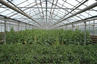 Գազի գնի պատճառով Հայաստանում ջերմատներ են փակվում