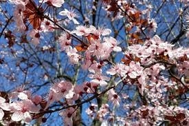 Իմ չքնա՛ղ հայ ծիրանի