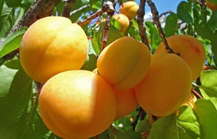 Ծիրանից պահածոներ