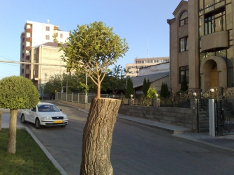 «Նոր» հայերի «նոր» ծառերը