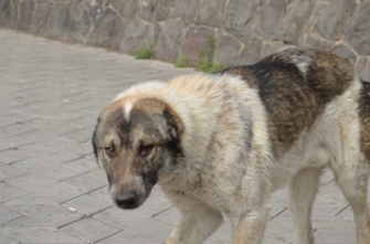 «Յունիգրաֆ իքսը» բաց է թողել ստերիլիզացված կենդանիներին